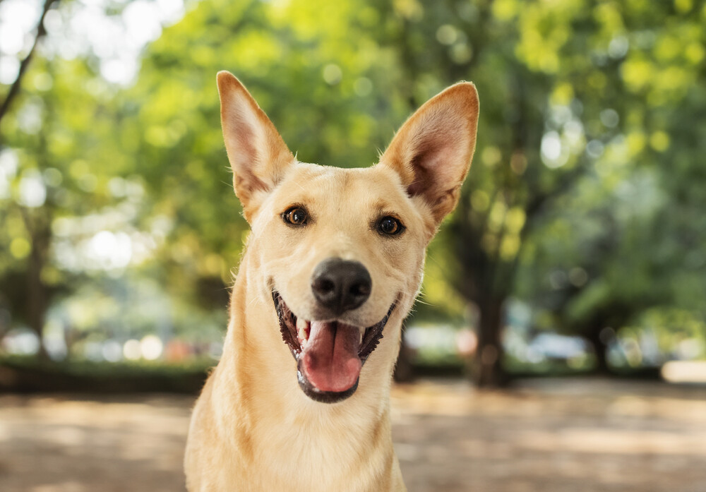 AKIRA, an adoptable Shepherd in Langley, BC, V2Y 3K1 | Photo Image 4
