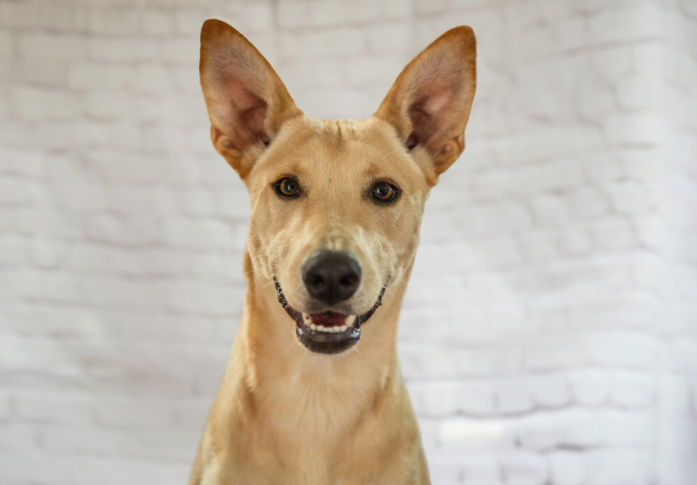 AKIRA, an adoptable Shepherd in Langley, BC, V2Y 3K1 | Photo Image 5