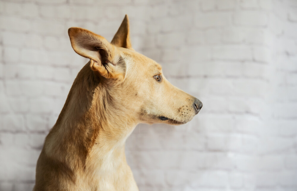 AKIRA, an adoptable Shepherd in Langley, BC, V2Y 3K1 | Photo Image 6