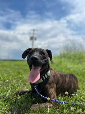 Copper, Young Male Mixed Breed