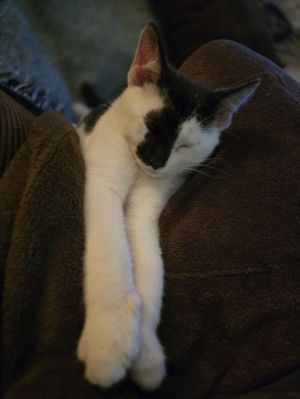 Sylvester, Baby Male American Shorthair