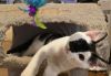 Sylvester photo 2