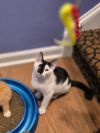 Sylvester photo 3