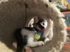 Sylvester photo 4