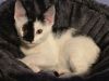 Sylvester photo 5