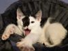 Sylvester photo 6
