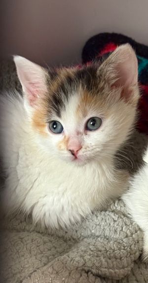 Giada, Young Female unknown