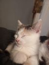Giada photo 3