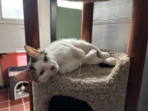 Lily, Young Female Domestic Short Hair