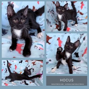Hocus, Baby Male Domestic Short Hair