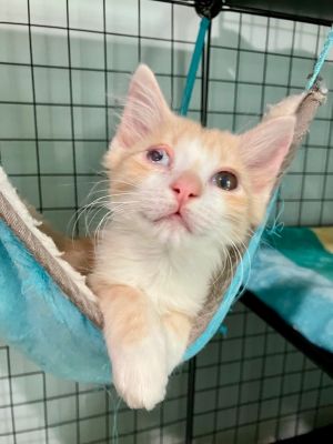 Ollivander Domestic Long Hair Cat