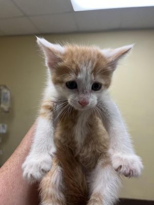 Finnick, Baby Male Domestic Short Hair
