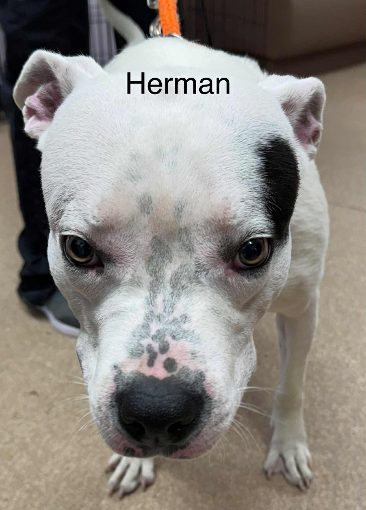 Herman