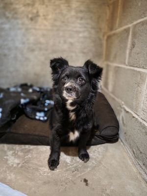 Zachary, Young Male Cairn Terrier