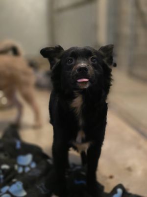 Boris, Young Male Cairn Terrier