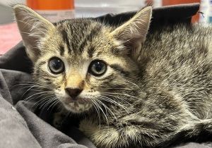 Raymundo, Baby Male Domestic Short Hair