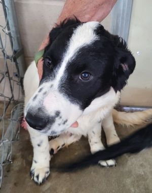 Napoleon, Adult Male Border Collie
