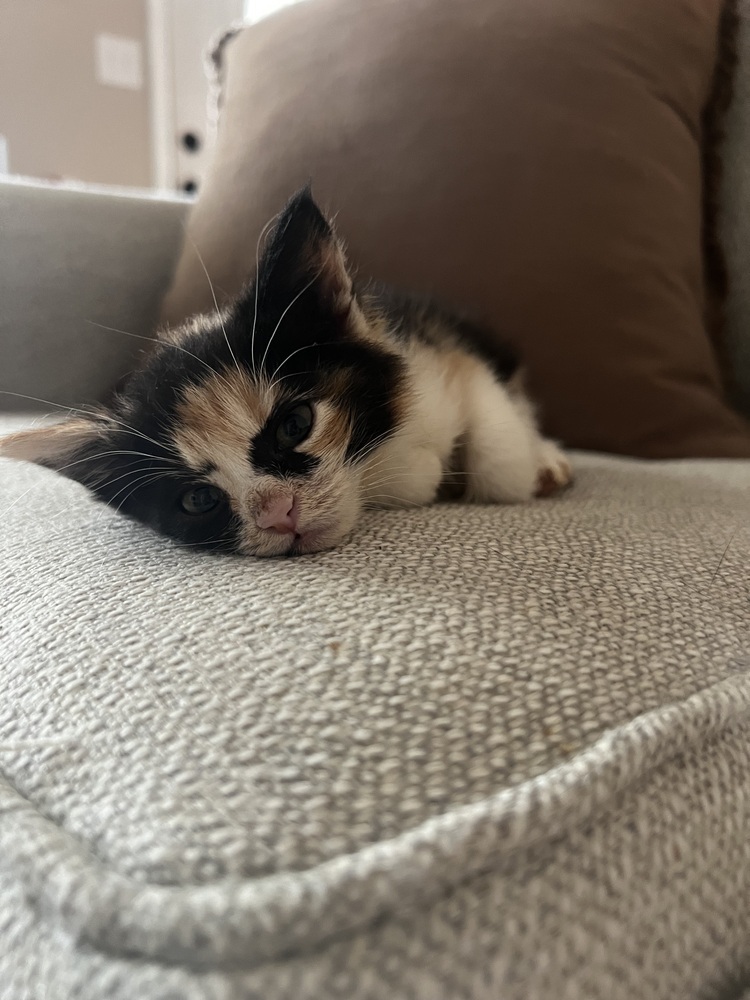 Princess Purr