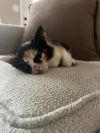 Princess Purr photo 1