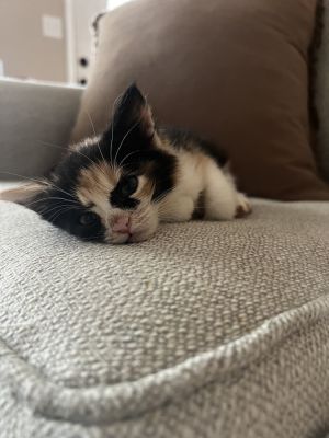 Princess Purr, Baby Female Domestic Medium Hair