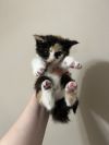 Princess Purr photo 2