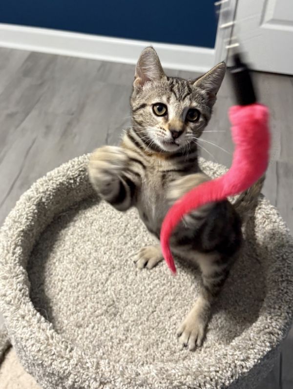 Rafiki