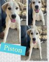 Piston photo 2