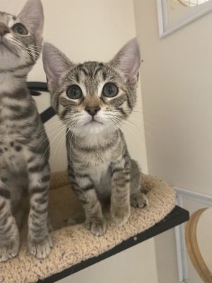 Quintet, Baby Female Domestic Short Hair