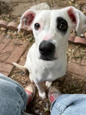 Reece, Young Female Cattle Dog