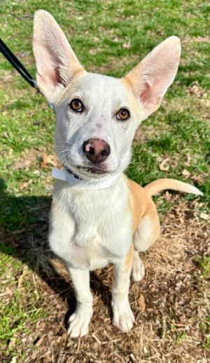 Nickel, Young Male Carolina Dog