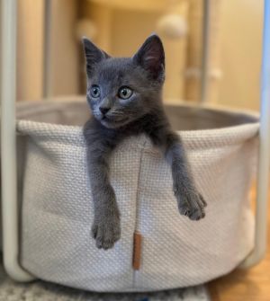 Mahonia Domestic Short Hair Cat