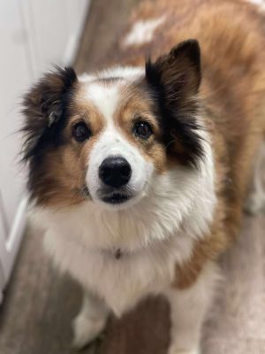 Miss Cooper, Senior Female Shetland Sheepdog / Sheltie