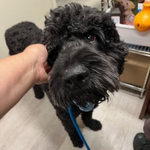 HSCC-Stray-44947, Senior Male Poodle