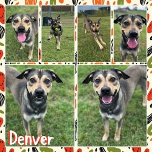 Denver, Adult Male Shepherd