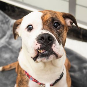 Dexter, Adult Male Mixed Breed