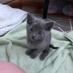 Otto, Baby Male Domestic Short Hair