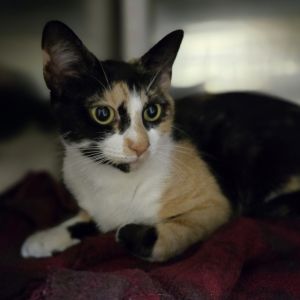 Effie, Young Female Domestic Short Hair