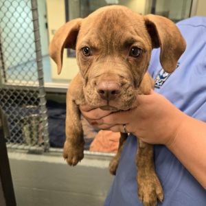 Johnny, Baby Male Mixed Breed