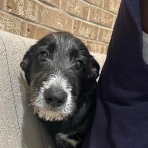 Gonzo, Young Male Schnauzer