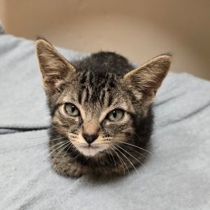 Hi there My name is Mort and Im at the Santa Maria Campus Im a 1 month old Male Domestic