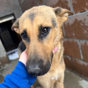 Hi My name is Honey and Im at the Santa Barbara Campus Im a 1 year old female Shepherd mix