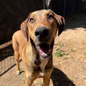 Hi My name is Bagel and Im at the Santa Barbara Campus Im a 8 month old male HoundGreat Dane