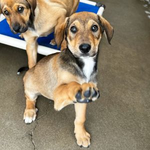 Hi My name is Bagel and Im at the Santa Barbara Campus Im a 8 month old Male Lab mix