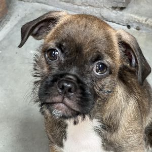 Hickory, Baby Male Brussels Griffon