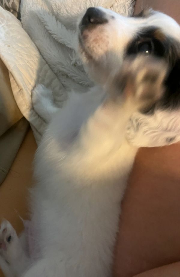 Buddy Dachshund thumbnail 2