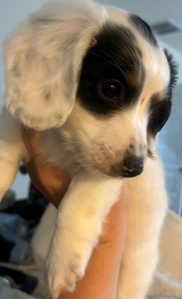 Buddy Dachshund thumbnail 3
