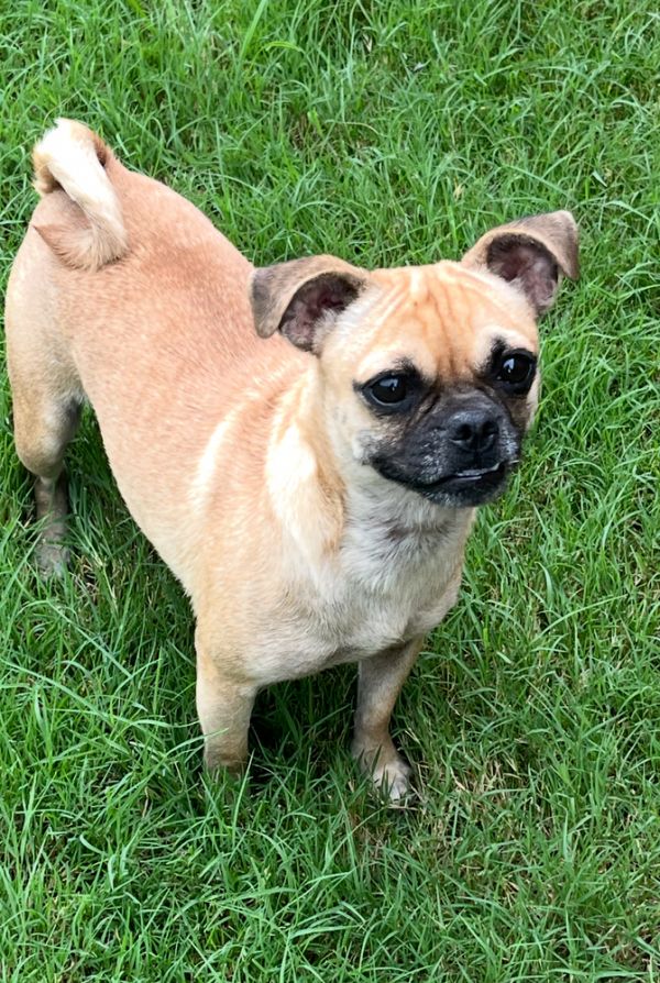 Layla Pug thumbnail 1