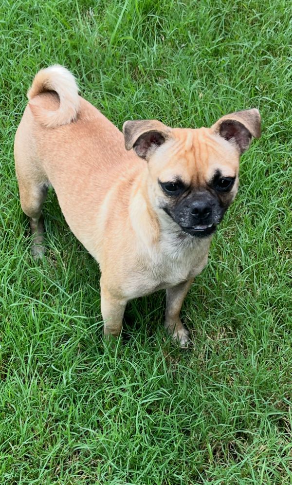 Layla Pug thumbnail 2