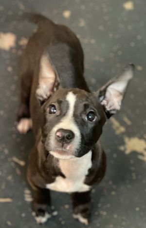 Raven, Baby Female Mixed Breed
