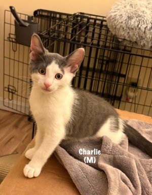 49-Charlie Walker, Baby Male Domestic Short Hair